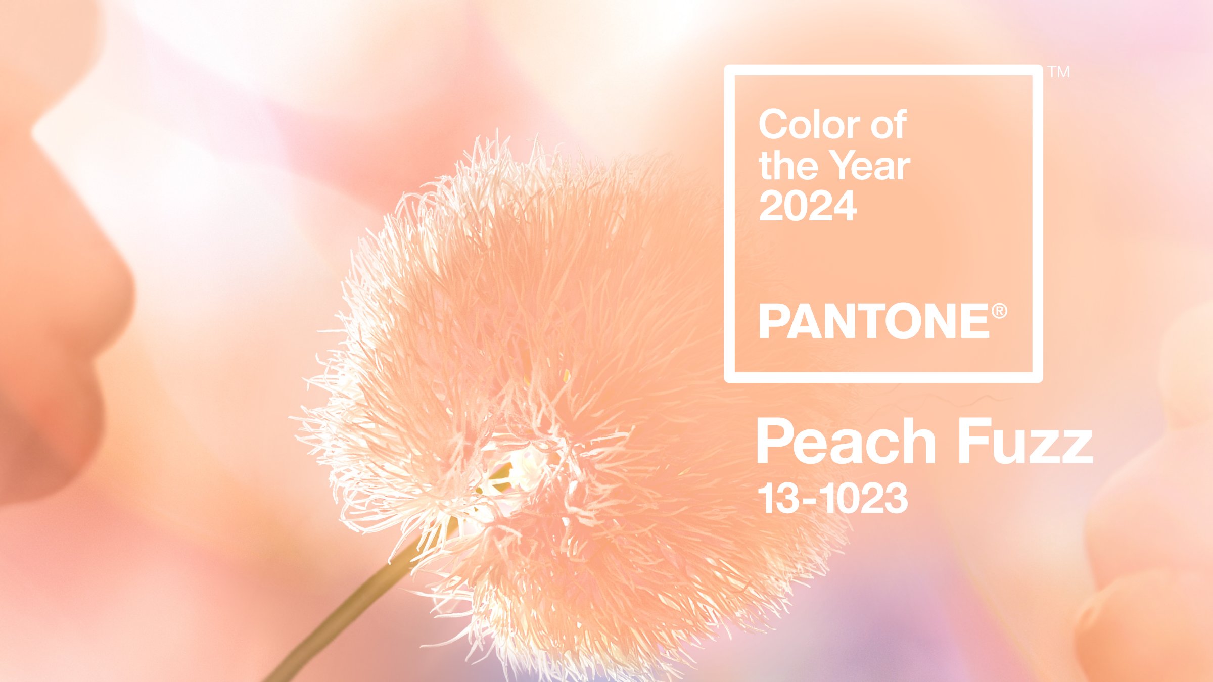 pantone color 2024